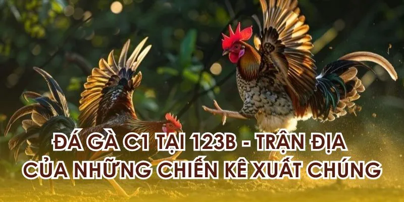 Đá Gà C1 Tại 123b - Trận Địa Của Những Chiến Kê Xuất Chúng