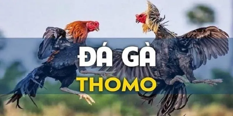 Đá Gà Thomo Tại Nhà Cái 123B - Nhận Thưởng Lớn